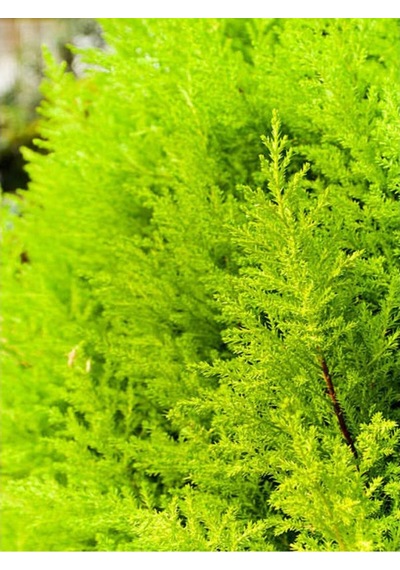 Limoni Servi Limon Çamı Cupressus Macrocarpa 30-50 Cm