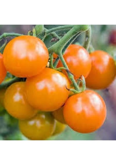 5 Adet Tropikal Nadir Turuncu Çeri Domates Tohumu..