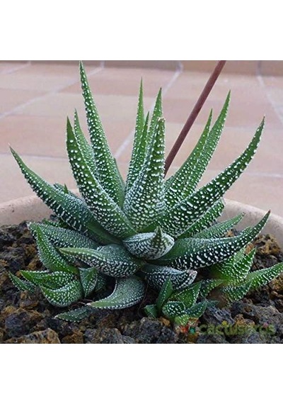 Haworthia Fasciata Concolor 20 Adet