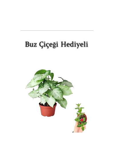 Sevgililer Günü Hediyesi Zarif Yapraklı Melek Kanadı Bitkisi Buz Çiçeği Hediyeli