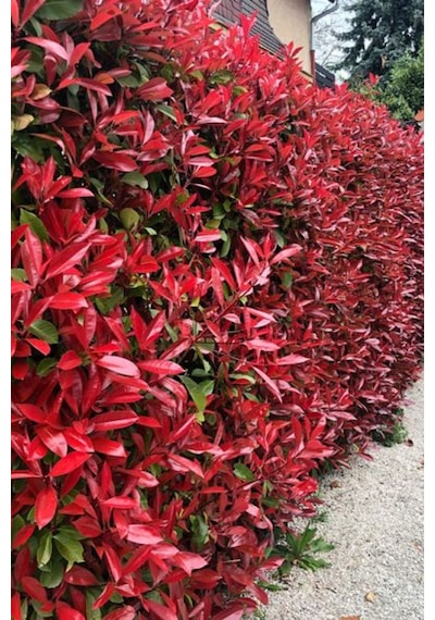 Alev Çalısı 10 Adet - Photinia Red Robin Canlı Dış Mekan Bitkisi