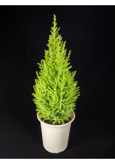 Videolu Salon Çamı Limoni Servi 30-70 Cm Saksılı Tüplü Dış Mekan Ağaçları Lemon-scented Pine