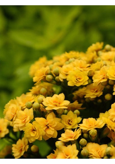 Sarı Kalanşo Emel Hanım Çiçeği 1 Adet Saksıda 15-25cm Çiçekli Bodur Bitki Kalanchoe