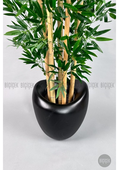 Zen Bambu Ağacı 240 Cm Mocha Bone Saksıda