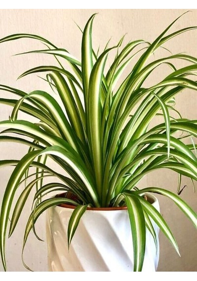 Serada Decor Plant Kurdele Çiçeği Büyük Bol Köklü İç Mekan Bitkisi Chlorophytum Comosum 30-50cm