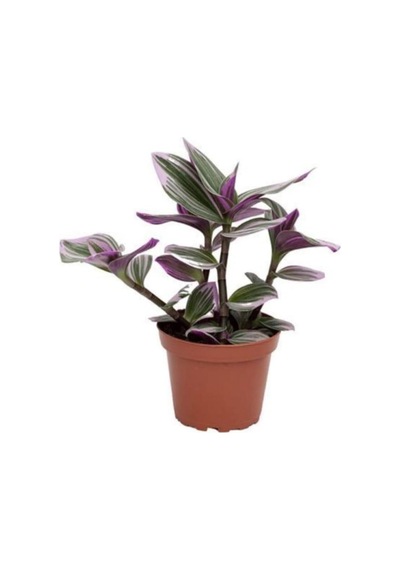 Tradescantia Nanouk, 3-4 Köklü, Pembe Telgraf Çiçeği, 20 Cm Saksı Çok Renkli