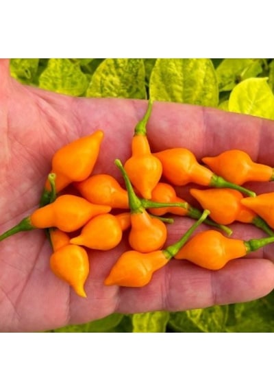 Geleneksel Doğal Cabacinha Laranja Acı Biber Tohumu 10 Adet