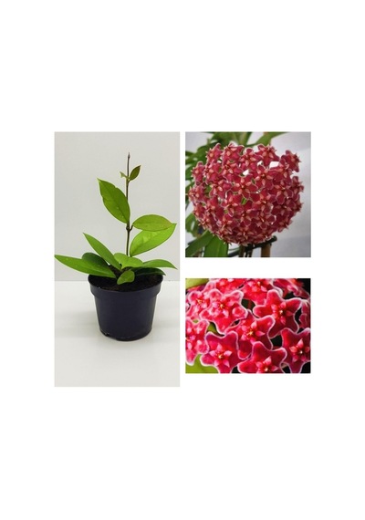 Serada Decor & Plant Mum Çiçeği Fidesi Hoya Carnosa Mis Kokulu Kırmızı 9cm Saksıda Mum Hoya Çiçeği Canlı