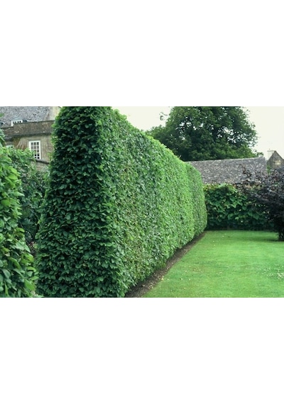 Ligustrum Çit Bitkisi Fidanı Tüplü \ 30-50 Cm