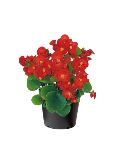 Videolu 1 Adet Kırmızı Begonya Çiçeği 25-35 Cm Saksılı Iç Mekan Bitkileri Begonia