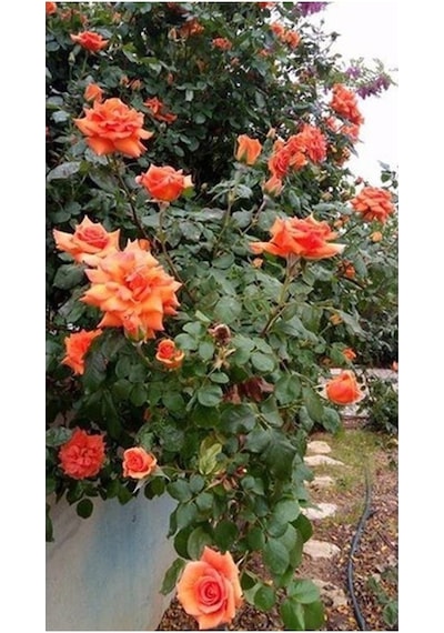 Videolu Turuncu Sarmaşık Gül 25 35 Cm Tüplü Aşılı Gül Orange Rose