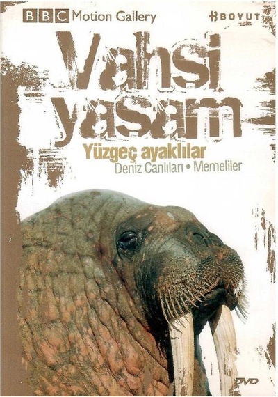 Bbc Motion Gallery - Vahşi Yaşam Yüzgeç Ayaklılar Deniz Canlıları Memeliler - Dvd
