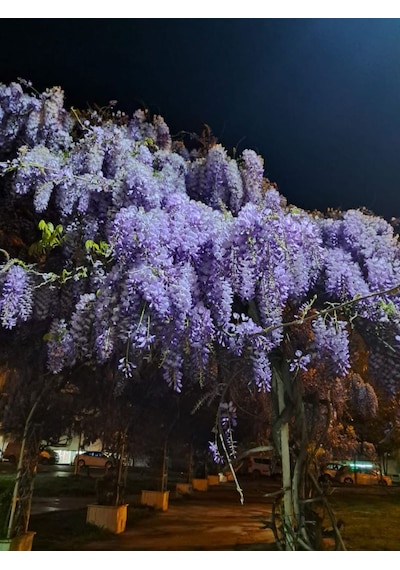 Bahçevilya 2 Yaşında Tüplü Mor Salkım Wisteria Sinensis Fidanı