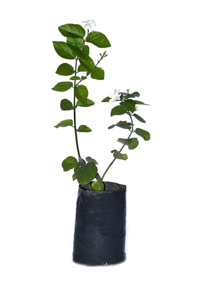 Serada Decor Plant Tüplü, Kokulu Ful Yasemin Çiçeği Fidanı 60-80 Cm