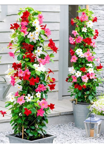 Karışık Renkli Mandevilla Sarmaşık Bitkisi 30 60 Cm Pembe, Kırmızı Ve Beyaz Çiçekli