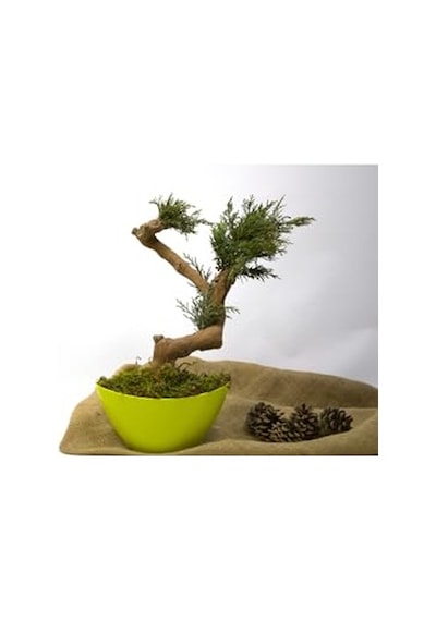 Yapay Bonsai Ağacı, 35 Cm, Saksıda, Yeşil, Dekoratif İç Mekan Bitkisi