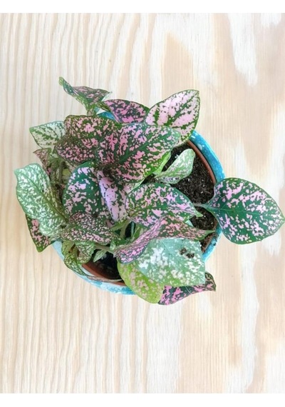 Hypoestes Hostes Çiçeği Pembe Yapraklı 10-15 Cm