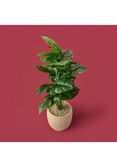 Hasır Saksıda Deve Tabanı - Renkli - 90x26 Cm