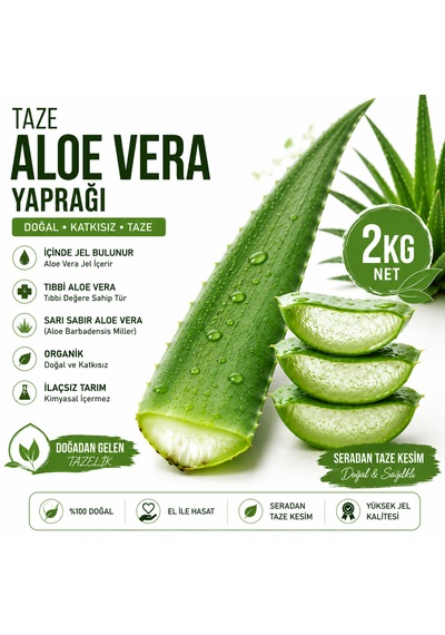 Taze Aloe Vera Yaprağı 2 Kg - Aloe Vera Jel İçerir Sarı Sabır