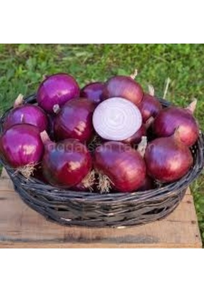 200 Adet Tohum Organik Kırmızı Mor Soğan Tohumu Kışlık Mor Soğan