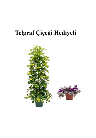 Hediyelik Sarı Alacalı Şeflera Bitkisi Sevgililer Gününe Özel Telgraf Hediyeli