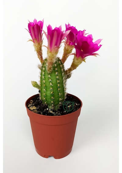 Yılan Kaktüs Fuşya Çiçekli Pilosocereus Silvestrii Hibrit Nadir