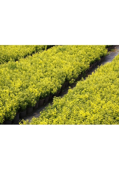 Altuni Çıtır Taflan - 5 Adet Paket - Sarı Çit Bitkisi