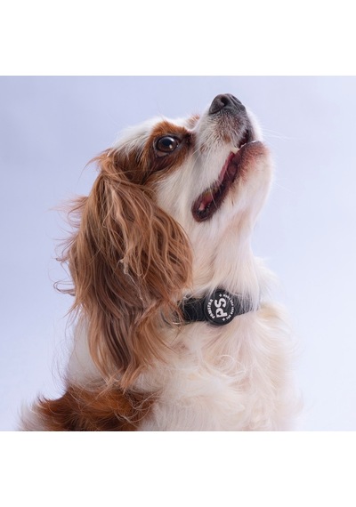 Siyah Köpek Boyun Tasması Ayarlanabilir Köpek Tasması M
