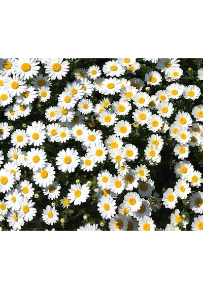200+ Yayılıcı Papatya Tohumu N114442