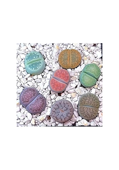20 Adet Lithops Mix Tohumu