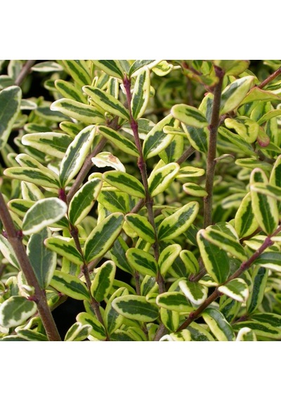 Yayılıcı - Yer Örtücü Hanımeli 'Lonicera Lemon Beauty' 10'lu Set