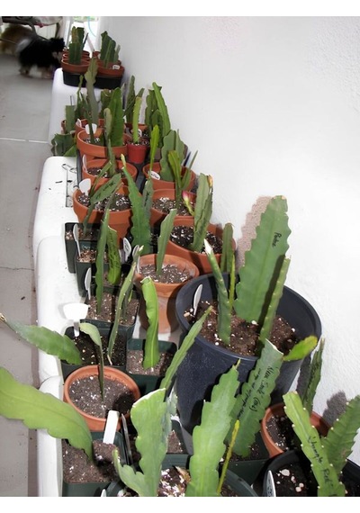 Beyaz Renk Atlas Çiçeği Sarkıcı Bitki 10-20cm White Epiphyllum