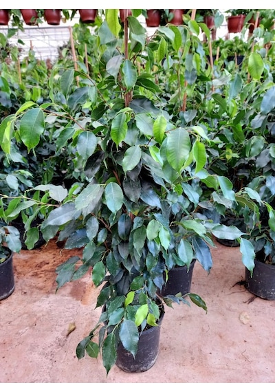 Ficus Benjamin 2 Adet -  Salon - Ofis Bitkisi 3816