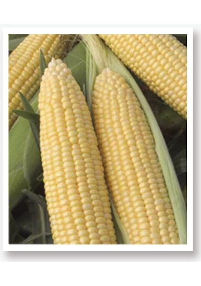 AGRodal Tarım Fulya F1 Hibrit Tatlı Mısır Tohumu 10 GR Bardakta Mısır Tohumu