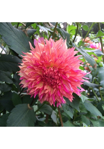 Big Myrtle'S Folly Dahlia Yıldız Çiçeği Soğanı Yumrusu 1 Adet