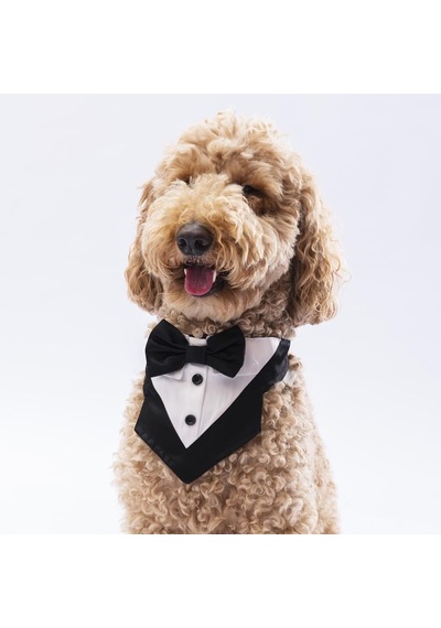 Pawstar Siyah Smokin Kedi Köpek Fuları Pet Bandanası