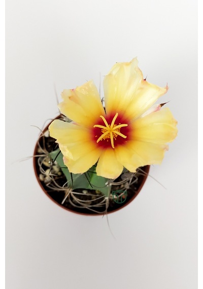 Kaktüs Özel Tür - Astrophytum Capricorne
