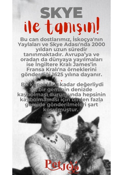 Petjoo 6.Skye Kırmızı-Gri Qr'lı Köpek Künyesi