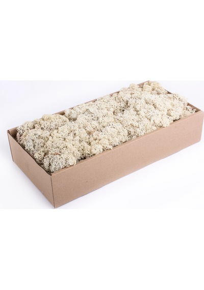 Reindeer Moss Beyaz Şoklanmış Norveç Yosunu 30gr
