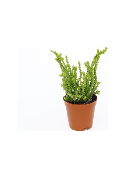 Crassula Muscosa - 50 Adet Sukulent - Teraryum Bitkisi