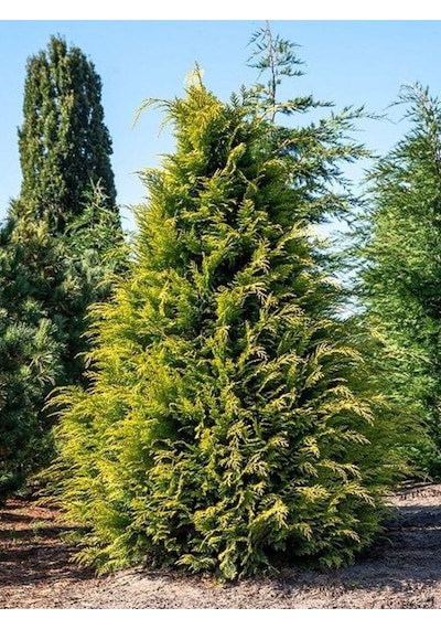 Videolu Leylandii Melez Servi Fidanı 1 Adet Saksılı/ Tüplü 30-50 Cm Leylandii Cedar