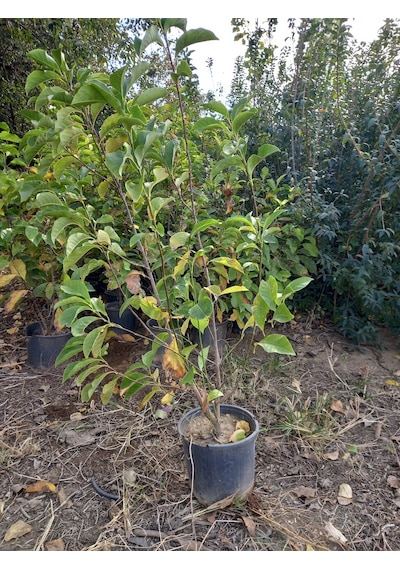 Saray Lalesi Yaprak Döken Manolya 130-150 Cm. 24cm. Çapında S...