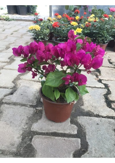 Begonvil Bitkisi Bougainvillea Bahçe Balkon Teras