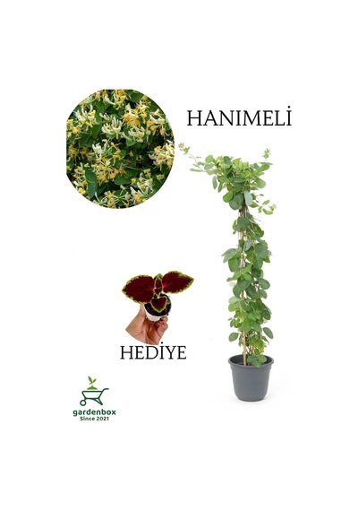 Yoğun Kokulu Hanımeli Çiçeği 50-70cm 1 Adet Saksılı Diğer