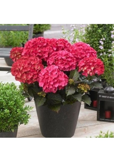 Ortanca Çiçeği Fidanı Pembe Renk 10-20 Cm