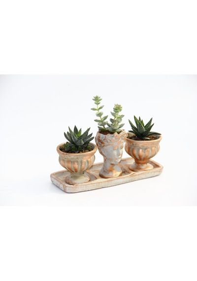 Trio Helen Orange Sukulent Seti - Haworthia Pumila. Crassula