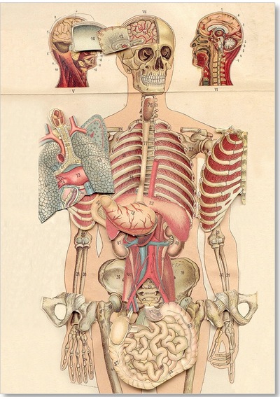 Cakasepetim İç Organlar İnsan Anatomisi Görseli Ahşap Mdf Tablo