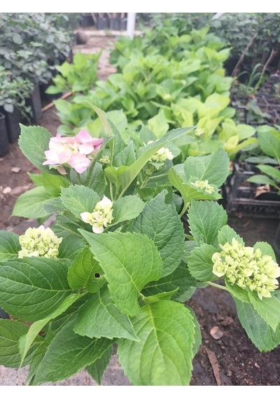 2 Yaş 3-4 Gövdeli Pembe Ortanca Çiçeği-40-60 Cm