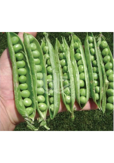 Bezelye Tohumu Bursa Tohum Rondo Tane Bezelye Tohumu 150GR