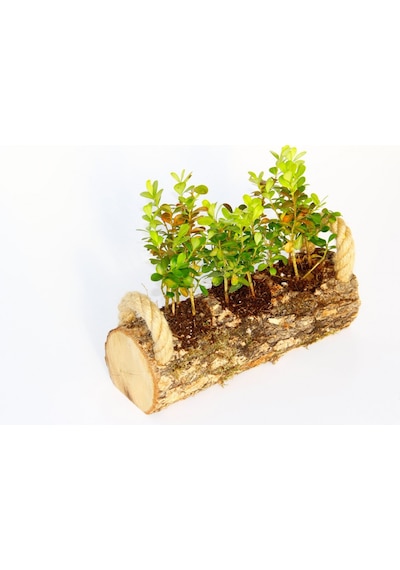 Ofis Bitkisi Buxus 2 Adet - Trio Set  5349